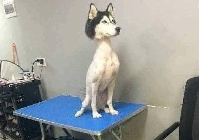 When You Take Your Husky to the Groomer