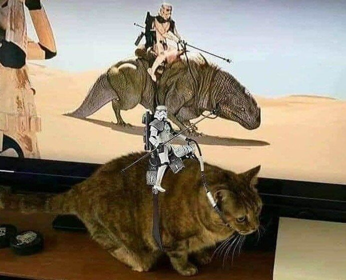 The Cat Knew Exactly How to Pose