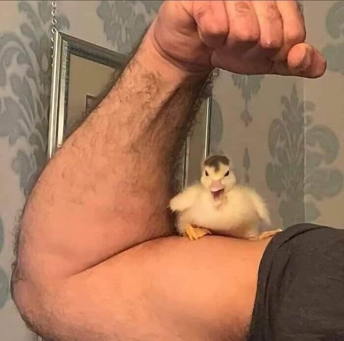 Looks Like He Gets All the Chicks