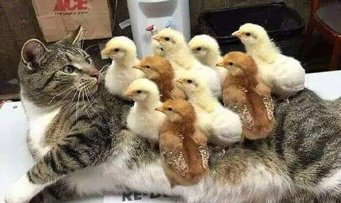 This Cat Has a Bad Case of Chicken Pox