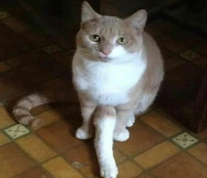 Does This Cat Have a Third Front Leg or...