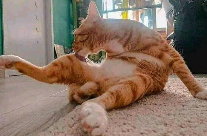 This Cat Is All Heart