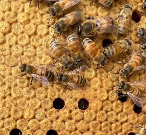 Worker Bees Literally Work Themselves to Death