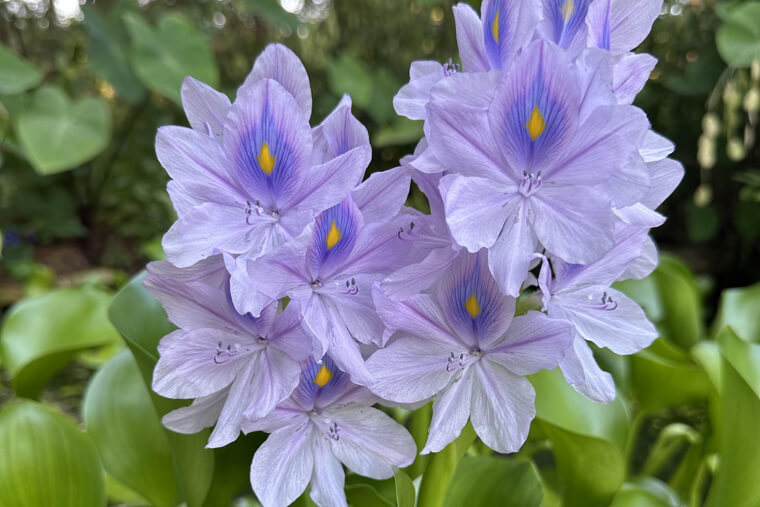 Tulips, Daffodils, and Hyacinths