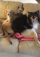 Common Household Items Toxic to Dogs and Cats