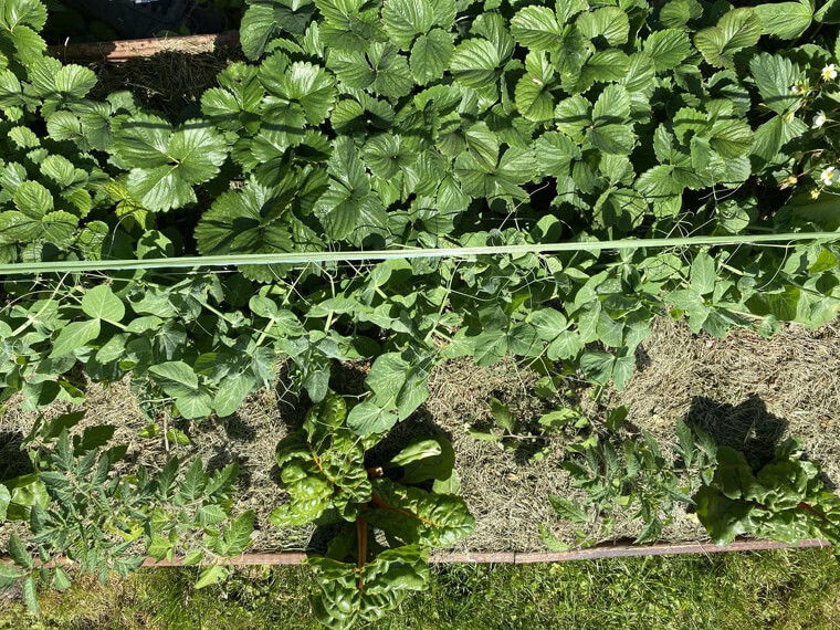 Strategic Garden Planting