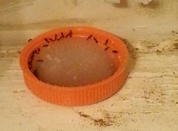 Natural Insecticides