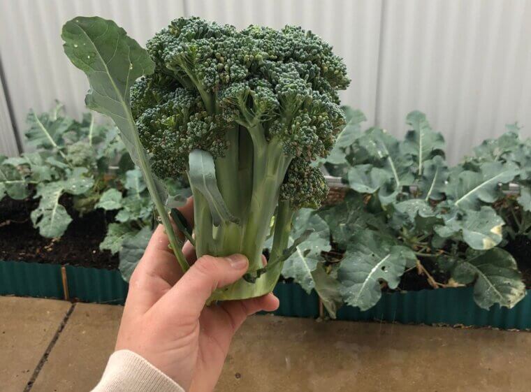 Growing Your Own Food