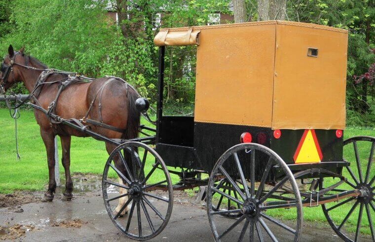 Horse And Buggy For Transportation