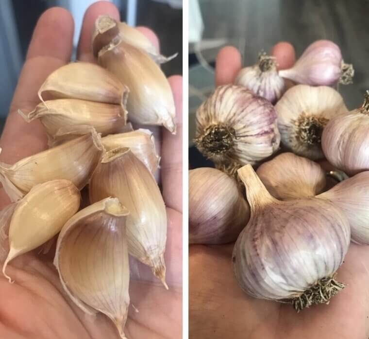 Garlic To Relieve Digestive Issues