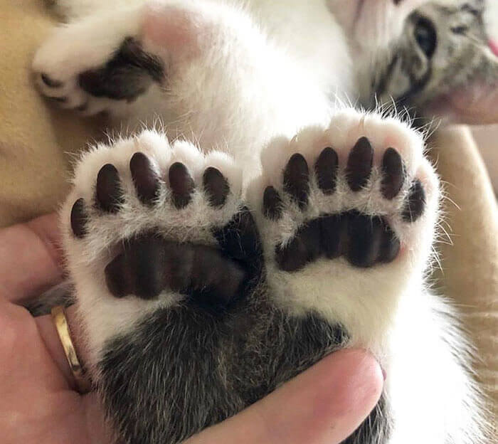 Feeling Paw-rfect