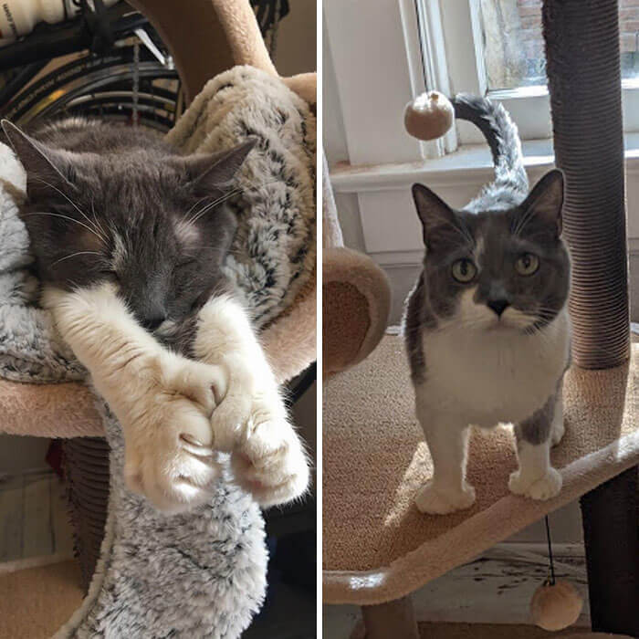 Put Your Best Paw Forward