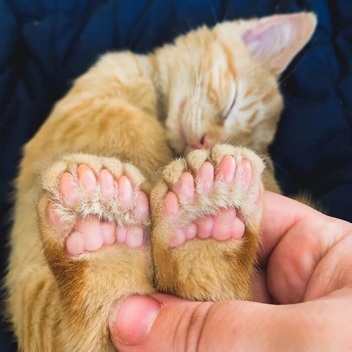 Perfectly Polydactyl