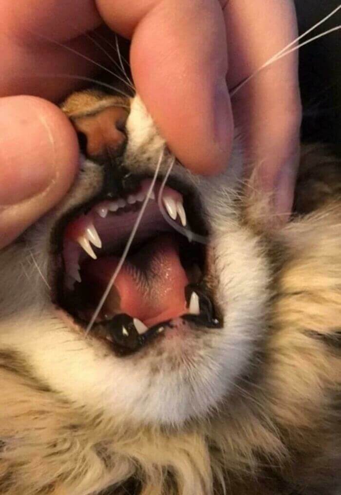 Beware Of The Fangs