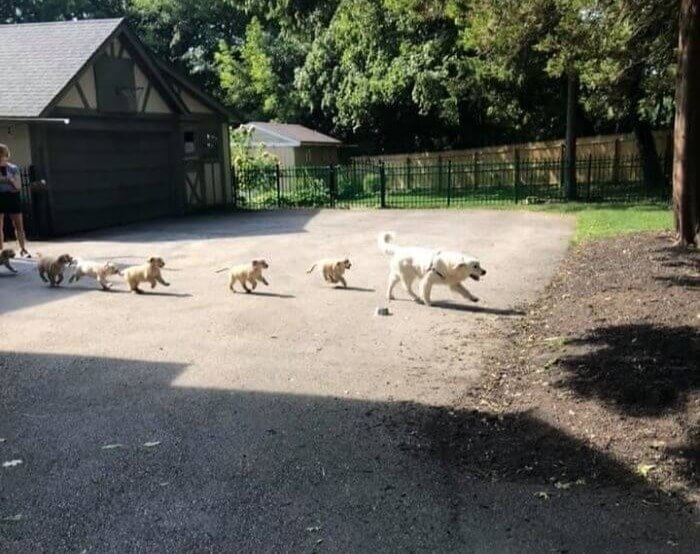 Leading His Children To Playtime