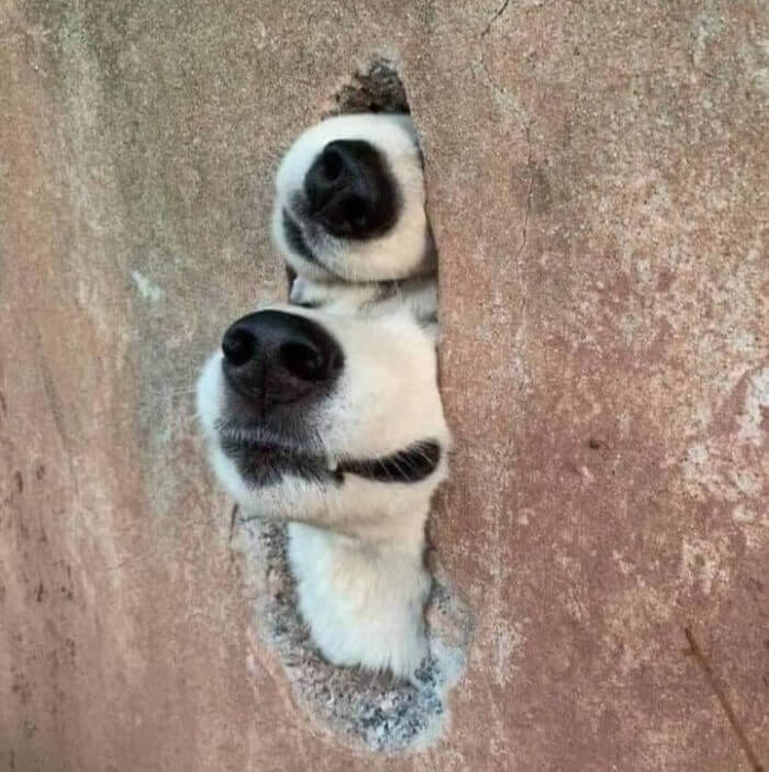 They Didn't See Me, But They Smelled Me