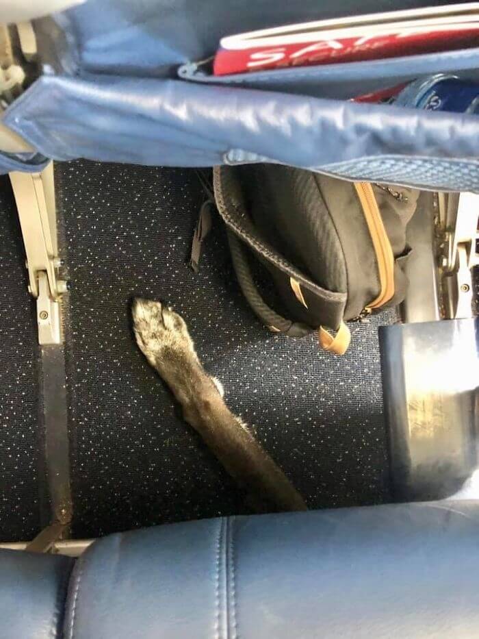 Looked Down, And Saw Someone Trying To Steal The Bag