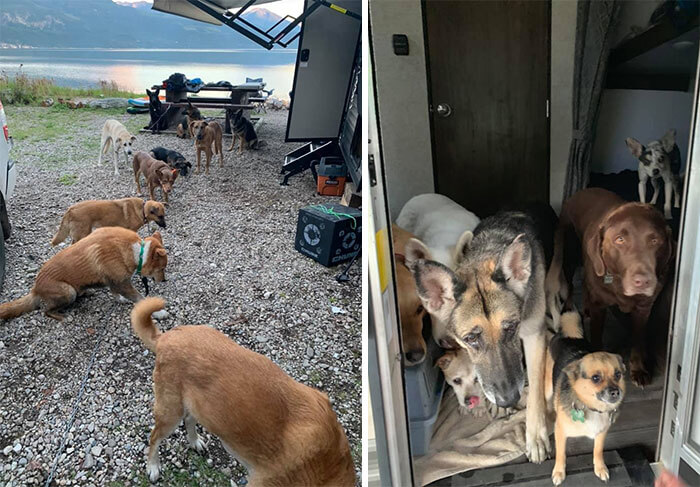 This Woman Travels Around The Country With 19 Dogs...Life Goals