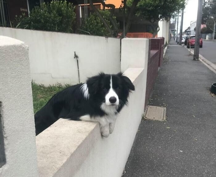 "Good Morning, Do You Have A Moment To Talk About Our Lord And Savior Squeaky Toy?"