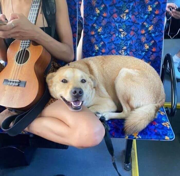 A Happy Dog Makes The Bus Ride Ten Times Better