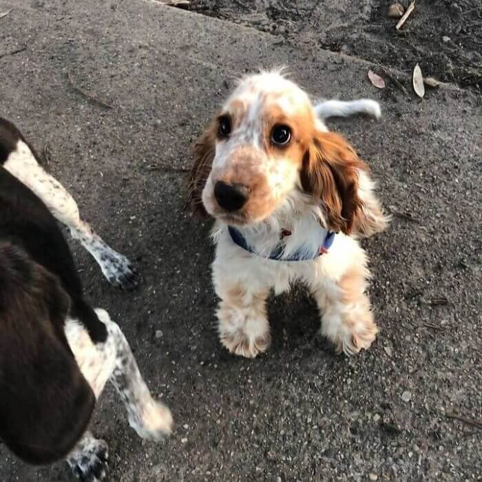 The Definition Of Puppy Eyes