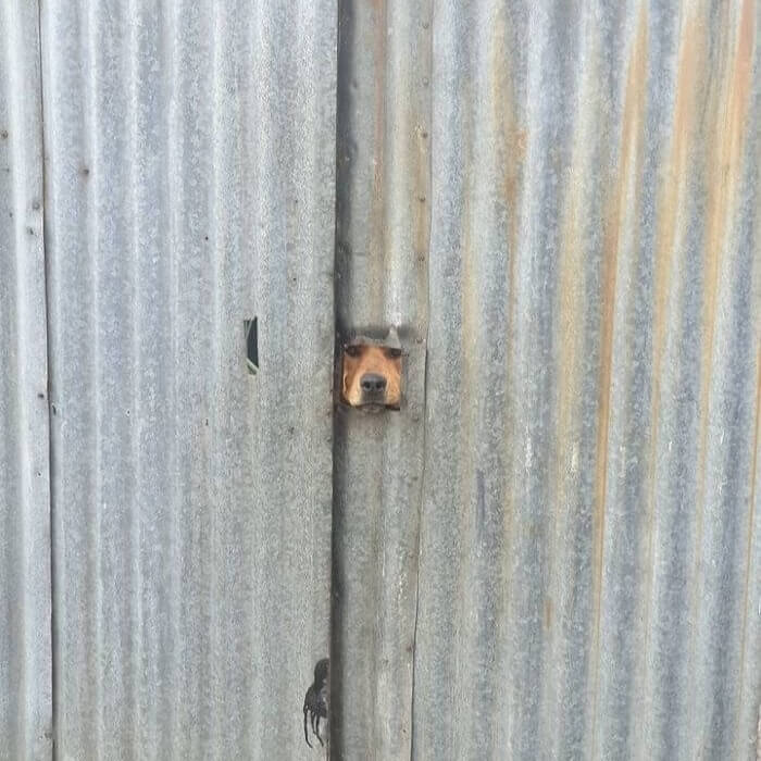 "Grrr, Stay Out Of My Yard."