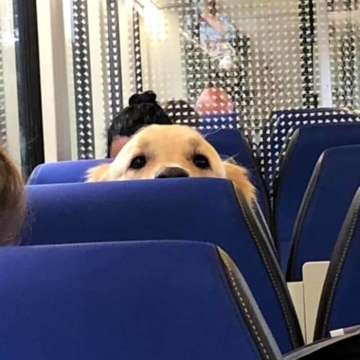 A Good Boy Enjoying The Train Ride