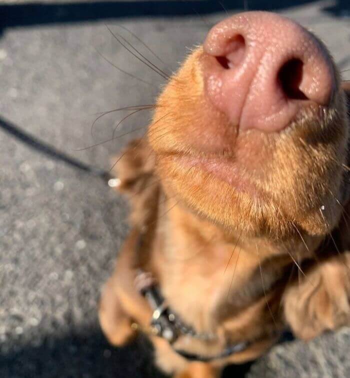 Boop The Snoot