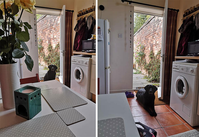 The Neighbors' Dog Waits To Be Invited Into The House Each Morning