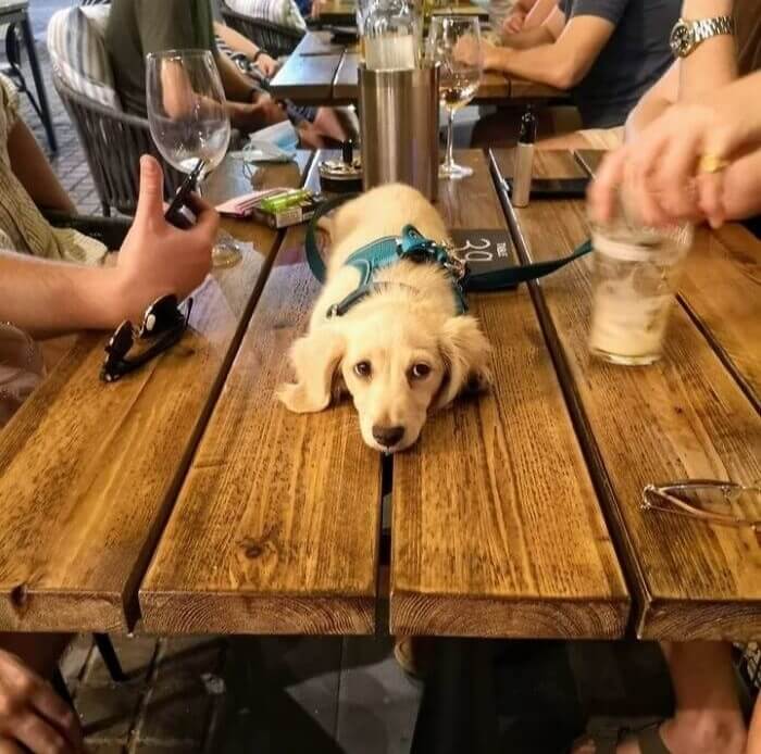 Who Ordered The Fluffy Sausage?