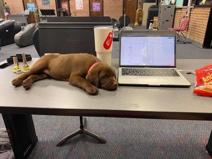 How Does This Person Get Any Work Done?