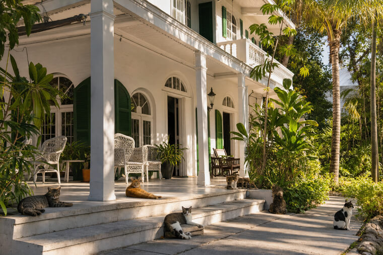 Hemingway's Key West Cats Still Rule the House