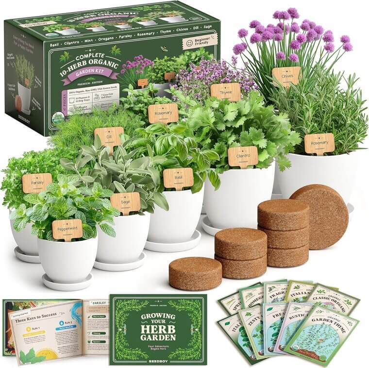 Seedboy Herb Kit - Grow Fresh Herbs Indoors or Outdoors 