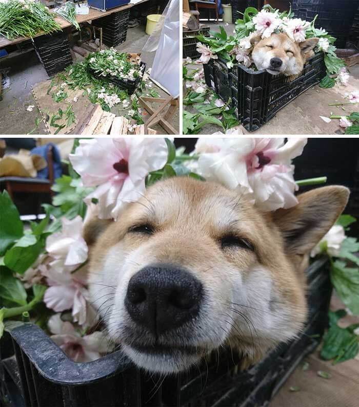 A Cute Flower Assistant