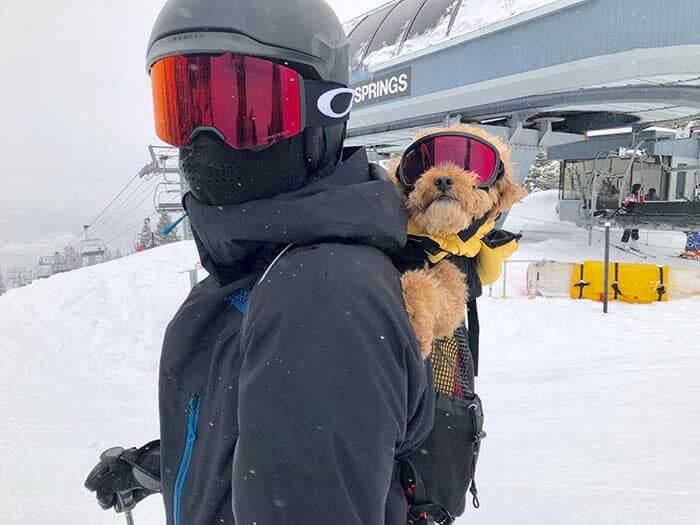 A Doggo That Makes Skiing Easier