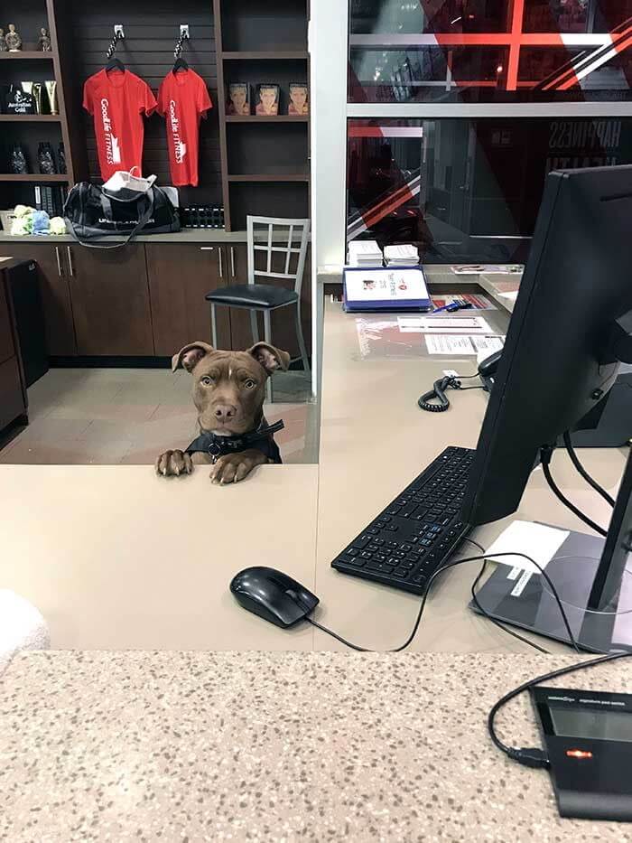 Motivational Dog To Take The Workout To The Next Level