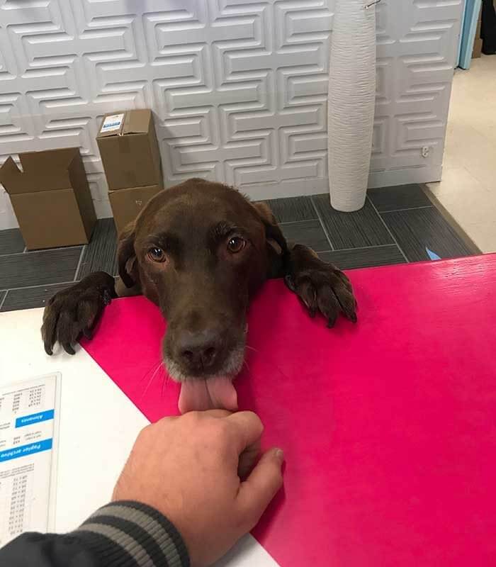 This Paint Shop Doggo Has Something Special For All The Customers