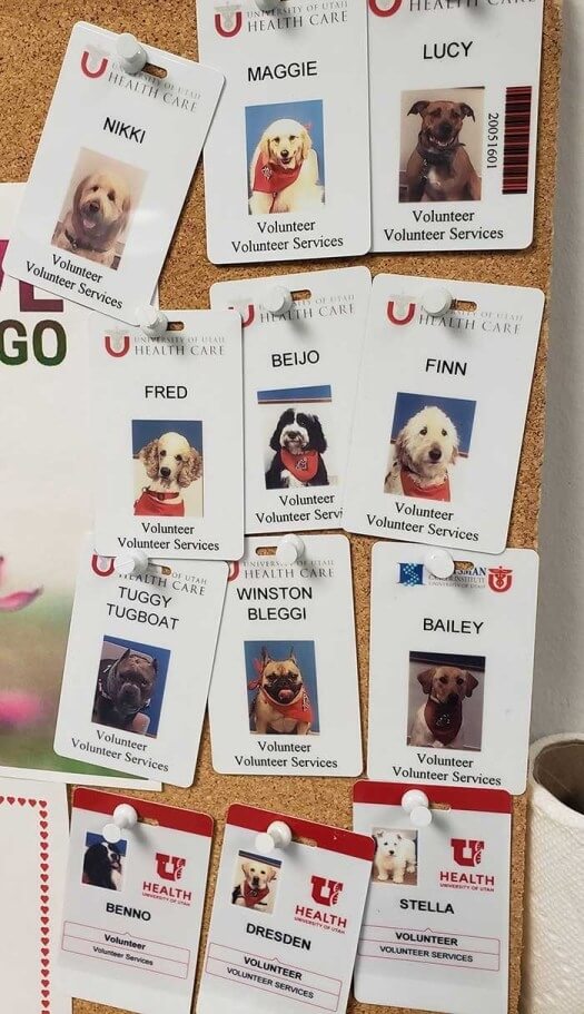 The Great Team Of Therapy Dogs