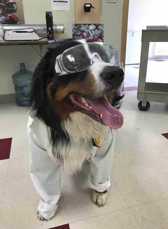 The Scientist Doggo Works In A High School