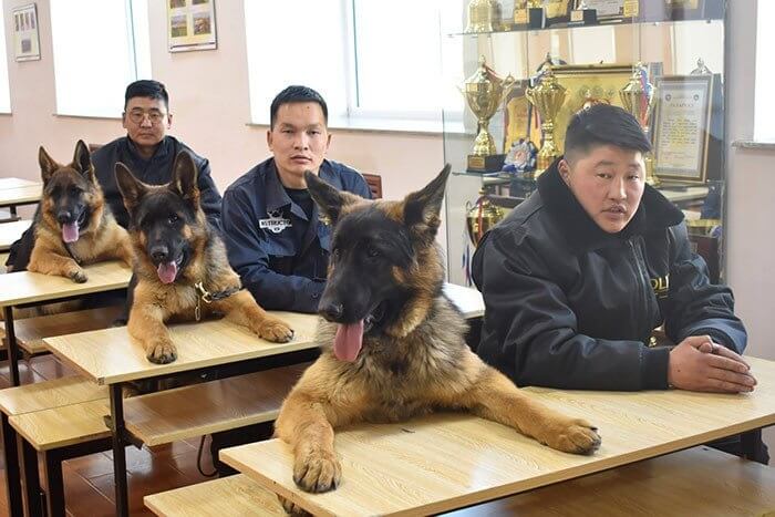 Police Dogs Training For Their Job