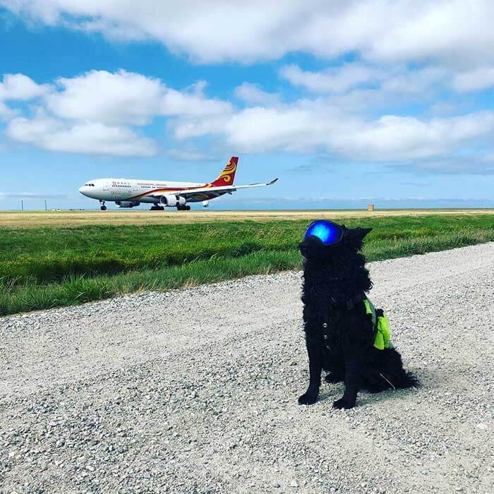 This Dog Saves Bird Lives