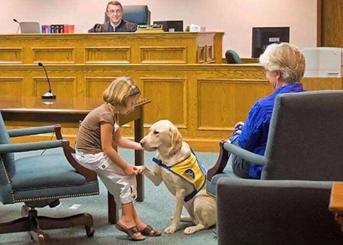 This Dog Has An Incredibly Important Job In Court