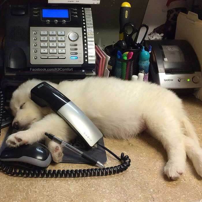 Call Center Comfort Dogs