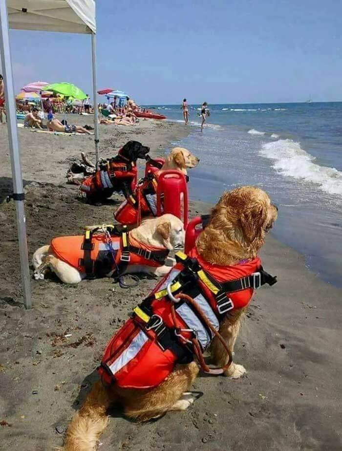 Lifeguards Doggo On Duty