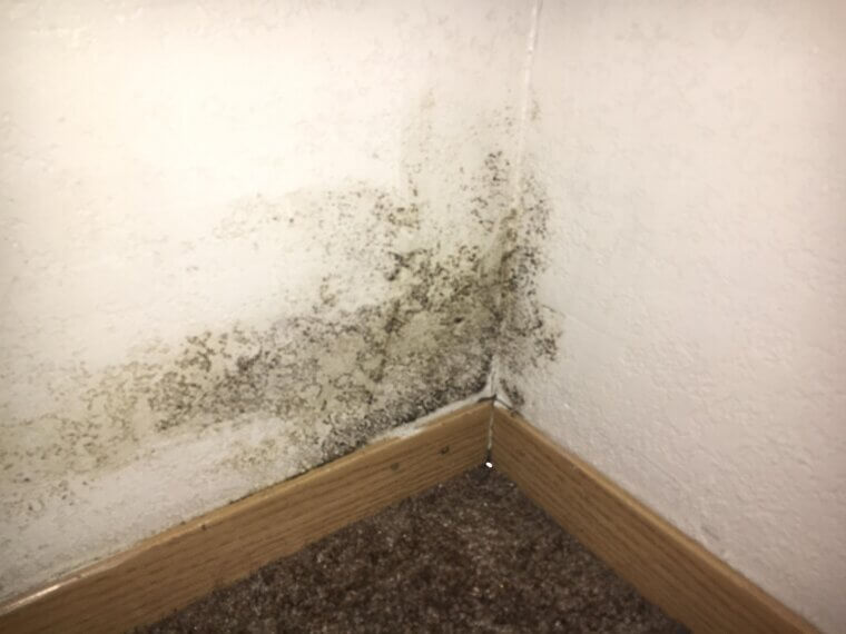 Painted-Over Mold or Mildew Patches