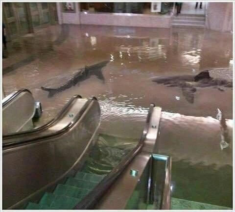 Sharks Swimming In The Mall
