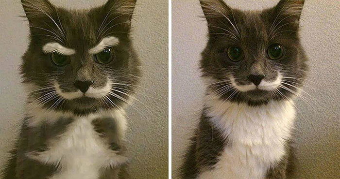 This Cat’s Angry Eyebrows Were Never Real