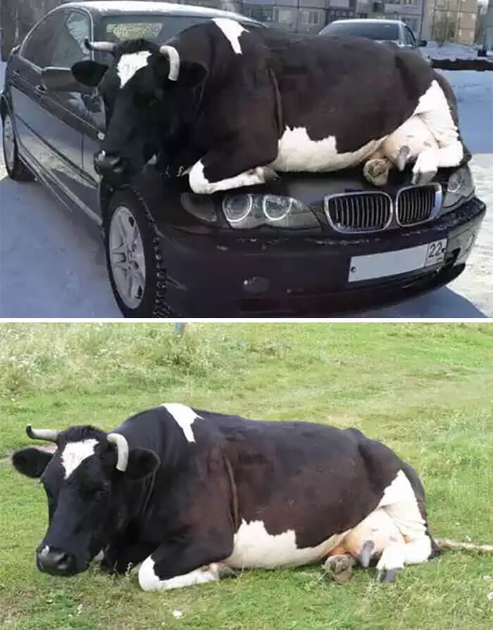This Cow Never Really Chilled On This BMW