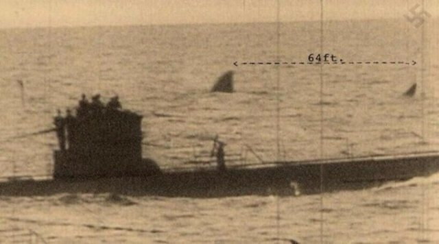 A Giant Shark Passing By A U-Boat