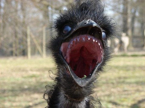 A Scary Photo That Shows An Emu With Teeth